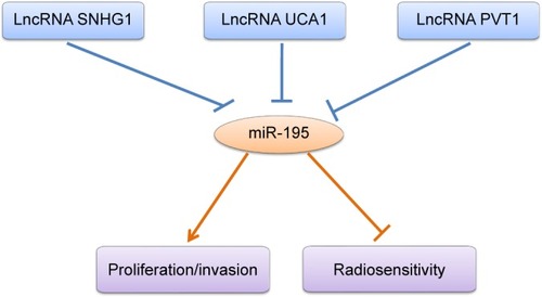 Figure 4 Roles of miR-195 and LncRNA-miR-195 interactions in regulating tumor progression.