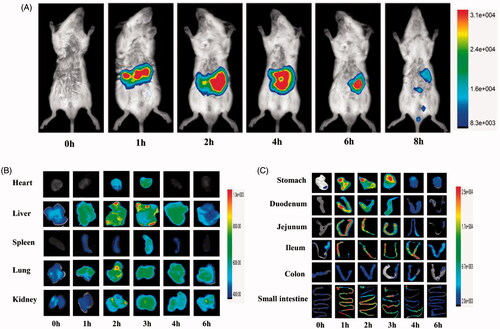 Figure 2. In vivo biodistribution profile of cASP orally administered, in healthy mice. (A) Fluorescence intensity images of mice whole body from 0 to 8 h. (B) Ex vivo imaging of major organs (heart, liver, spleen, lung, kidney) from 0 to 6 h. (C) Ex vivo imaging of gastrointestinal tract from 0 to 6 h.