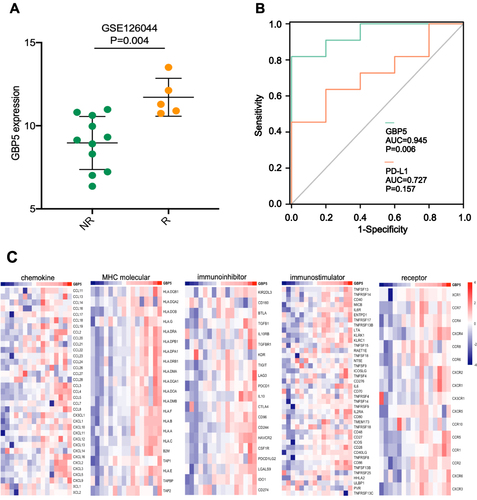 Figure 4 GBP5 predicts the immunotherapeutic response of immunotherapy. (A) Expression levels of GBP5 in the GSE26044 cohort from patients with different responses. (B) Comparison of GBP5 and PD-L1 predictive values for immunotherapy in the GSE26044 cohort. (C) Correlation between GBP5 expression and immunomodulatory molecules.