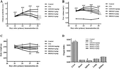 Figure 6. Effect of DHJS on the development of disease in CIA rats. Effect of DHJS on (A) Arthritis index, (B) Paw swelling, (C) Body weight and (D) Organ index in CIA rats. Data were presented as means ± SE (n = 8), #p < 0.05, ##p < 0.01 and ###p < 0.001, vs. control group *p < 0.05, **p < 0.01 and ***p < 0.001, vs. CIA group.