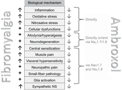 Figure 4 Mechanisms involved in fibromyalgia and influenced by ambroxol (see Tables 1–3).
