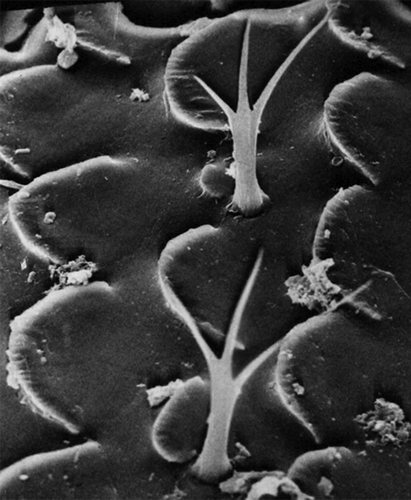 Figure 6. Spelaeoniscus ragonesei Caruso & Lombardo, 1977. Scale-spines of pereion (2200×) (from Caruso & Lombardo Citation1977b; permission to publish granted by Caruso and Lombardo).