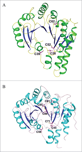 Figure 8. Crystal structures of TYW1. (A) Apo structure of archaeal TYW1 (PDB id : 2Z2U). The side chains of invariant cysteine residues are depicted as stick models and are labeled. (B) Apo structure of P. horikoshii TYW1 (PDB id : 2YX0). The side chains of invariant cysteine residues are depicted as stick models and are labeled.