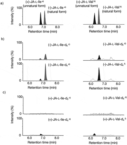 Figure 1. Metabolism of airborne MeJA into JA-L-Ile and L-Val. A: Monitoring standards of (±)-JA-L-Ile (left panel) and (±)-JA-L-Val (right panel). B: Monitoring (-)-JA-L-Ile (left panel) and (-)-JA-L-Val (left panel) using the plants exposed to (-)-MeJA-d5. C: Monitoring (+)-JA-L-Ile (left panel) and (+)-JA-L-Val (left panel) using the plants exposed to (+)-MeJA-d5. (a) The peak was monitored by selecting m/z 322.03 as the pseudo-molecular ion and m/z 129.68 as the transition ion. (b) The peak was monitored by selecting m/z 308.03 as the pseudo-molecular ion and m/z 115.58 as the transition ion. (c) The peak was monitored by selecting m/z 327.03 as the pseudo-molecular ion and m/z 129.68 as the transition ion. (d) The peak was monitored by selecting m/z 313.03 as the pseudo-molecular ion and m/z 115.58 as the transition ion. (e) The peak was monitored by selecting m/z 326.03 as the pseudo-molecular ion and m/z 129.68 as the transition ion. (f) The peak was monitored by selecting m/z 312.03 as the pseudo-molecular ion and m/z 115.58 as the transition ion.
