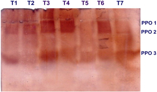 Plate 3. Expression of PPO isoforms in mango fruits challenged with L. theobromae.