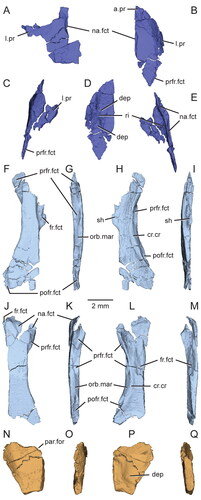 Figure 7. Virtual three-dimensional renderings of the dermal roofing bones of the skull of the holotype specimen (USNM PAL 722041) of Opisthiamimus gregori gen. et sp. nov. A, left nasal in dorsal view; B–E, right nasal in B, dorsal, C, right lateral, D, ventral and E, medial views; F–I, left frontal in F, dorsal, G, left lateral, H, ventral and I, medial views; J–M, right frontal in J, dorsal, K, right lateral, L, ventral and M, medial views; N–Q, partial left parietal in N, dorsal, O, left lateral, P, ventral and Q, medial views. Anterior is towards the top of the figure. Abbreviations: a.pr, anterior process; cr.cr, crista cranii; dep, depression; fr.fct, facet for the frontal; l.pr, lateral process; na.fct, facet for the nasal; orb.mar, margin of the orbit; par.for, parietal foramen; pofr.fct, facet for the postfrontal; prfr.fct, fact for the prefrontal; ri, ridge; sh, shelf.