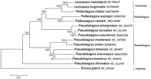Figure 1. Neighbor-Joining phylogenetic tree inferred from nucleotide sequence dataset of 13 protein-coding genes for 18 Siluriformes mitochondrial genomes. The tree shows the topology based on concatenated data of 13 mitochondrial encoded protein sequences. Reconstruction was performed by MEGA X (64-bit).