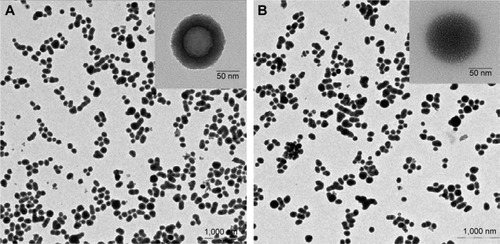 Figure 5 Transmission electron microscopic morphology of the L/NPs.Notes: (A) (+) L/NPs; (B) (−) L/NPs.Abbreviation: L/NPs, lipid nanoparticles.