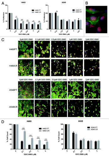 Figure 5. The effects of GDC-0980 treatment on proliferation and cell viability in H460 parent and cisplatin-resistant cells. (A) H460 and parent and cisplatin-resistant cells were treated in triplicate at noted concentrations of GDC-0980 for 72 h. Cells were analyzed via BrdU assay (n = 3). Percentage proliferation is shown here. (B) Sample image: Cells were stained with Höechst blue nuclear stain, mitotracker red mitochondrial stain and phalloidin green F-actin stain, and imaged using the In Cell Analyzer 1000. (C) H460 and parent and cisplatin-resistant cells were treated in triplicate at noted concentrations of GDC-0980 for 48 h. Eight fields were imaged per well at 10× magnification using the In Cell Analyzer 1000. (D) Images from (C) were analyzed using In Cell software which identified cell count automatically from nuclear staining. *P < 0.05 **P < 0.005 ***P < 0.001. H460PT, H460 parent cells; H460CR, H460 cisplatin-resistant cells