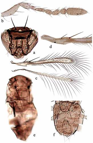 Figure 2. Alaptus spicatus Anwar & Zeya sp. nov. holotype female. (a) head frontal view; (b) antenna; (c) wings; (d) base of fore wing enlarged; (e) mesosoma and metasoma; (f) gaster.