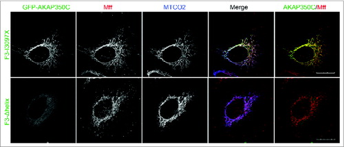 Figure 8. Overexpressed F3-I3097X, but not the F3-Δhelix mutant, co-localized with endogenous Mff. HeLa cells were transfected with GFP-AKAP360C (F3-I3097X or F3-Δhelix) (green) and dual-stained with antibodies against Mff (red) and the mitochondrial marker MTCO2 (blue). The degree of co-localization between AKAP (green) and Mff (red) was quantified using Pearson's Correlation Coefficient (PCC). PCCs were determined using the JACOP plug-in for ImageJ software. The PCC = 0.932 for GFP-F3-I3097X with endogenous Mff (red). F3-Δhelix mutant of AKAP350C was not co-localized with mitochondria. (Scale bars: 20 μm).
