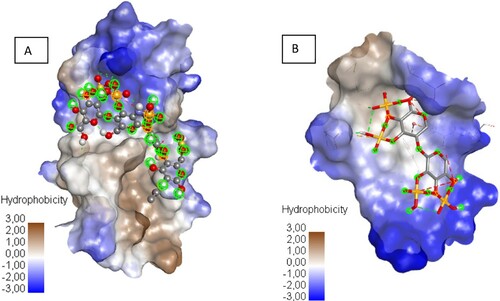 Figure 1. The hydrophobic surface of protein receptor interactions with Haparin (A) and Xylan sulphate (B), from blue for hydrophilic to brown for hydrophobic.