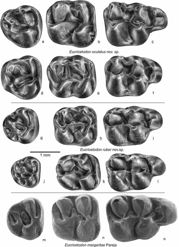 Figure 13. Upper molars of Eucricetodon oculatus, E. ruber from Gözükızıllı-1 and E. margaritae from Pareja (Spain). E. occulatus: a GOZ1b-151, b GOZ1b-131, c GOZ1b-102 holotype, d GOZ1b-141, e GOZ1b-121, f GOZ1b-111; E. ruber: g GOZ1b-156, h GOZ1b-126, i GOZ1b-106, j GOZ1b-144, k GOZ1b-128, l GOZ1b-105 holotype; E. margaritae: m-o