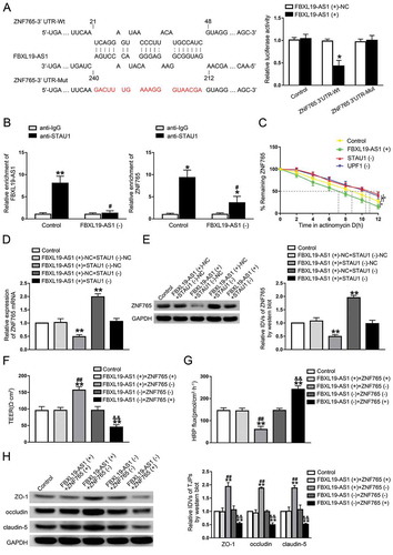 Figure 5. FBXL19-AS1 negatively regulated ZNF765 expression through SMD pathway