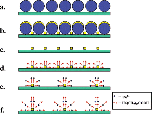 Figure 1. Fabrication scheme: (a) Nanospheres deposited on SiO2 surface, (b) metal evaporation onto the spheres and into the layer gaps, (c) dichloromethane dissolution of the nanospheres, (d) adsorption of SH(CH2)15COOH (arrows) monolayers, (e) Cu2+ ion (small dots) complexation to SH(CH2)15COOH monolayers, (f) adsorption of a second SH(CH2)15COOH layer on top of a Cu2+ layer.