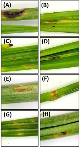 Figure 7. Leaf spot symptoms on date palm leaves following inoculation with Alternaria burnsii. (A), A. alternata (B), A. tomato (C), Curvularia subpapendorfii (D), Didymella microchlamydospora (E), Fusarium brachygibbosum (F), F. incarnatum-equiseti (G) and Nigrospora lacticolonia (H).