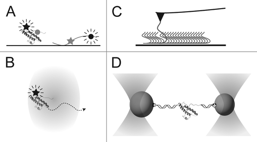 Figure 1. Illustrations of single-molecule techniques. (A) In FRET, the protein is labeled with two dyes, a donor (circle) and acceptor (star), and the donor is excited. Energy transfer to the acceptor is high when the dyes are close (left), low when they are far apart (right). (B) In FCS, fluctuations in the fluorescence of a labeled molecule are measured as it diffuses through a confocal excitation volume and used to determine the diffusion time. (C) In AFM, the tip is used to pull on a molecule tethered to the surface (here, a monomer is pulled out of a fibril). (D) In optical tweezers, beads trapped by laser beams are used to pull on the ends of a protein molecule tethered between them.