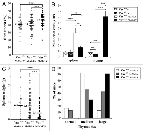 Figure 2. Phenotype of M-MuLV-infected mice. Mice described in Figure 1 were analyzed for tumor phenotype. A) Hematocrits in the different mice populations were monitored one day before euthanasia. B) Spleen and thymus cellularity in M-MuLV-infected mice. C) Spleen weights in different mice populations. D) Size of thymi in different mice populations. Data were evaluated using Student’s t-test: * p < 0.05; **p < 0.01; ***p < 0.001.