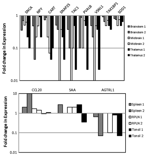 Figure 3. Quantitative real-time PCR analysis of DE genes in elk brain tissues (A) and elk spleen, RPLN and tonsil tissues (B) in two different animals. DE genes associated with neuronal signaling include: α-Synuclein A (SNCA); Neuropeptide Y (NPY), Cocaine amphetamine responsive transcript (CART); Synaptosomal-associated protein 25KD (SNAP25), Tachykinin (TAC1); calcium ion regulation: Parvalbumin (PVALB), Visinin-like (VNSL1) and Angotensin II receptor (AGTRL); apoptosis: Human T-cell leukemia virus type I (Tax1BP1) and Superoxide dismutase (SOD1); immune and inflammatory response: Chemokine 20 (CCL20) and Serum amyloid A-like (SAA). Gene expression was compared between control and PRPCWD infected elk.