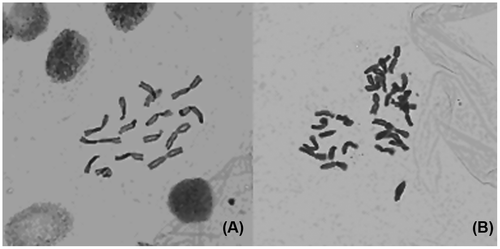 Figure 1 Metaphase chromosomes of mitosis in root tips of C. heracleifolia. (A) Diploid control; (B) induced tetraploid (10 × 40).