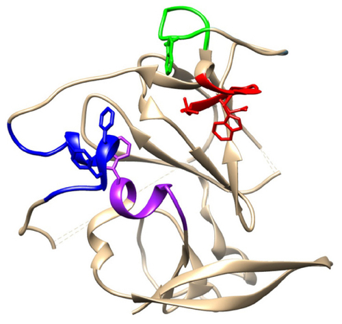 Figure 3 Core structure of HCV E2 glycoprotein ectodomain, showing regions that are recognized by neutralizing antibodies and implicated in binding to CD81.