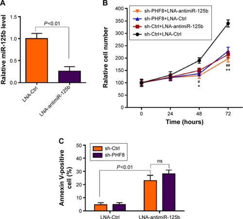 Figure 5 miR-125b knockdown is sufficient to block the effects of PHF8 in prostate cancer cells.