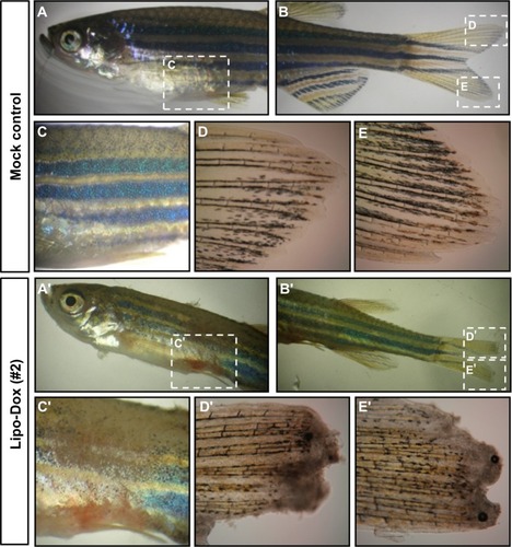 Figure 2 Abdominal hemorrhage and fin necrosis are observed in zebrafish embryos after Lipo-Dox™ injection.