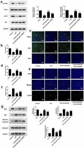 Figure 5. Inhibition of the P13 K/Akt pathway reverses the promotion of proliferative capacity and the suppression of apoptosis by KuA in LPS-induced NPCs.