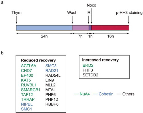 Figure 1. (a) Experimental setup used to screen for chromatin regulators involved in the IR-induced G2 checkpoint recovery. Cells, synchronized by thymidine block and release, were irradiated in G2 phase. One hour later nocodazole was added, and 16 hours later cells were collected and analyzed for mitotic progression by pHH3. (b) Hits resulting from the G2 checkpoint recovery screen. Genes associated to the NuA4 complex are depicted in green and to the Cohesin complex in blue.