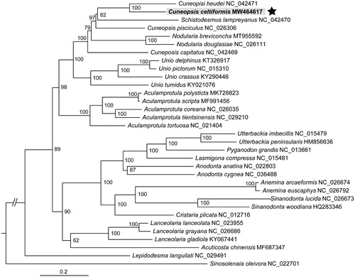 Figure 1. Maximum-likelihood tree of 33 freshwater mussels based on 12 PCGs (except atp8 and F-orf) and two rRNA genes of maternal mitogenomes. Sinosolenaia oleivora (Gonideinae) was used as outgroup.