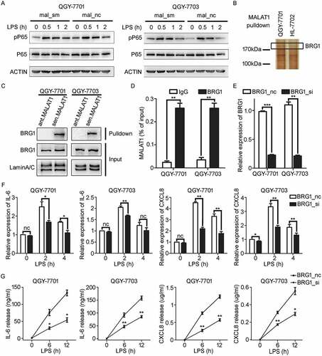 Figure 4. MALAT1 associates with BRG1 to promote IL-6 and CXCL8 expression in HCC cells in response to LPS stimulation. A) Western blotting (WB) was performed to analyze the levels of pP65 in mal_nc/mal_sm transfected HCC cells QGY-7701 and QGY-7703 in response to LPS (1 μg/ml) stimulation at indicate time. B) Biotinylated MALAT1 RNA pull down experiment combined with mass spectrometry is performed to identify its interacted protein. C) Immunoblot detection of BRG1 pulled down by sense (sen.) or antisense (ant.) MALAT1 transcripts from nuclear extract of HCC QGY-7701/QGY-7703 cells. D) RT-qPCR detection of MALAT1 in the immunoprecipitation complex by IgG or BRG1 antibody from HCC QGY-7701/QGY-7703 cell lysate. E) Relative expression of BRG1 in HCC QGY-7701/QGY-7703 cells after BRG1 siRNA/NC treating for 48 h at 20 nM was determined by RT-qPCR. F, G) mRNA and protein levels of IL-6 and CXCL8 were analyzed by RT-qPCR F) and ELISA G) respectively in HCC QGY-7701/QGY-7703 cells in response to LPS (1 μg/ml) stimulation for the indicated time after BRG1 siRNA/NC treating for 48 h. Data are shown as mean± s.e.m. (n = 3) (D, E, F, G). Data are shown one representative experiment (A, B, C). Similar results were obtained in three independent experiments. * P < 0.05, ** P < 0.01.