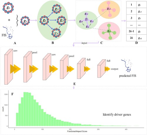 Figure 1. The workflow of GASN is divided into 6 steps. Specifically, (a) is used to predict the genetic characteristics of gene mutation function influence score and the observed FIS, which are fused as the feature vector for constructing a similarity network. (b) Taking gene gi as an example, the similarity between gi and other genes is calculated. (c) The top k-nearest neighbor genes gsk in the similarity ranking of each gene are selected to form the topology. (d) Taking gene gi as an example, the gene similarity network is constructed, and its order is gi,gs1,gi,gs2,…,gi,gsk, the similarity network of all genes is used as the input of convolutional neural network. (e) It shows the 5-layer basic structure of the convolutional neural network used in this paper, including the input layer, convolution layer, pooling layer, full connection layer, and output layer. (f) The gene background distribution is fitted by gamma distribution in the subclass, and the observed FIS is compared with the predicted FIS in the background distribution, to obtain the p value of each gene and select the gene with significant deviation as the driver gene.