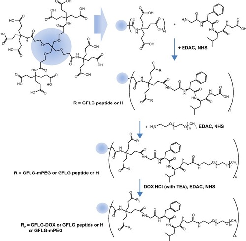 Figure 1 Synthesis scheme for DendGDP.Abbreviations: DendGDP, dendrimer-MPEG-DOX conjugate with GFLG peptide linkage; DendDP, dendrimer-MPEG-DOX conjugate; DOX, doxorubicin; MPEG, methoxy poly(ethylene glycol); EDAC, N-(3-dimethylaminopropyl)-N-ethylcarbodiimide hydrochloride; GFLG, Gly-Phe-Leu-Gly; TEA, triethylamine; NHS, N-hydroxysuccinimide.