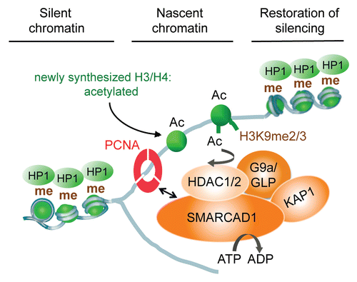 Figure 4 Model of SMARCAD1 function in chromatin replication: SMARCAD1 is recruited to replication sites by PCNA where it functions in a complex with KAP1, HDAC1, HDAC2 and the histone methyltransferase G9a/GLP. Deacetylation of newly assembled histones is facilitated by SMARCAD1 nucleosome remodeling and primes new nucleosomes for further modifications, promoting the inheritance of H3K9 methylation and the formation of heterochromatin.