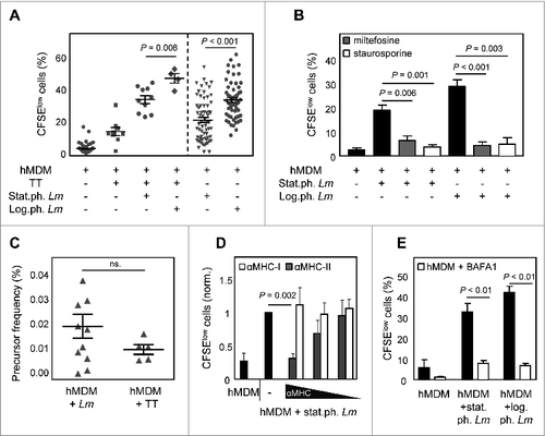 Figure 3. The presence of apoptotic-like parasites reduces T-cell proliferation upon Lm infection. (A) hMDM were coincubated with tetanus toxoid (TT; 10 μM) alone or in combination with stat.ph. Lm or log.ph. Lm (MOI = 10). After 24 h hMDM were washed and cocultured with autologous CFSE labeled PBMCs (ratio 1:5). After 6 d the CFSElow, proliferating cells were quantified by flow cytometry (n = 4 to 73). (B) hMDM were infected with log.ph. and stat.ph. Lm (MOI = 10) which were untreated or treated with apoptosis inducing drugs, 25 μM miltefosine (gray bars) or 25 μM staurosporine (white bars), for 48 h prior to infection. After 24 h of infection, hMDM were washed and cocultured with autologous CFSE labeled PBMCs. After 6 d the CFSElow, proliferating cells were quantified by flow cytometry (n = 6). (C) Precursor frequency of proliferating cells in response to Leishmania or TT was calculated, as described in Materials and Methods (n= 6 to 11). (D) Proliferation could be inhibited dose dependently by anti-MHCII antibodies (gray bars), not by anti-MHCI antibodies (white bars), as described in Materials and Methods. (E) hMDM were infected with log.ph. Lm and stat.ph Lm (MO = I10) for 24 h in the presence of 30 nM bafilomycin A1 (BAFA1). After 24 h of infection, hMDM were washed and cocultured with autologous CFSE labeled PBMCs. After 6 d the CFSElow, proliferating cells were quantified by flow cytometry (n = 6). Data, presented as mean ± SEM from at least 3 independent experiments.