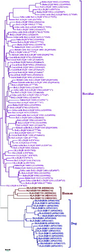 Figure 3. Phylogenetic relationships between DQB sequences for humans (Homo sapiens), sheep (Ovis aries), European cattle (Bos taurus), hybrid cattle (Bos taurus × Bos indicus), zebu cattle (Bos indicus), buffaloes (Bubalus bubalis) and dogs (Canis lupus familiaris). The phylogenetic tree was constructed using the neighbour-joining method and was based on the nucleotide sequences.