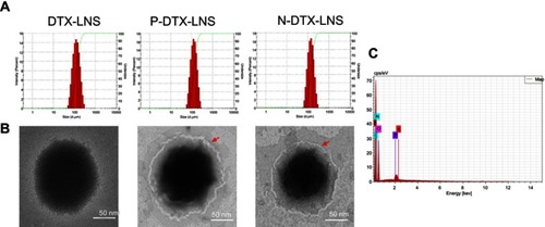 Figure 2 Characterizations. (A) Particle size and size distribution. (B) TEM images. (C) Energy Dispersive Spectrometer (EDS) map of N-DTX-LNS.Abbreviation: TEM, transmission electron microscopy.