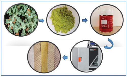 Figure 1. Preparation of aqueous extract of Citrullus colocynthis leaves and photographs of dyed cotton samples.