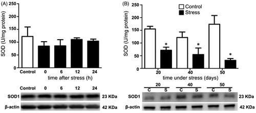 Figure 3. Total superoxide dismutase (SOD) activity and copper/zinc superoxide dismutase (SOD1) expression in the testis of stressed rats. SOD1 expression was determined by Western blot (bottom panel). (A) In males exposed to one stress session no significant differences in the activity and expression of enzyme at 0, 6, 12, and 24 hours post-stress were observed. One-way ANOVA. (B) In males stressed chronically for 20, 40, and 50 consecutive days, total SOD activity decreased at different time points as result of chronic stress. The values of the graph show the mean ± SD (n = 5). Two-way ANOVA. Tukey-Kramer post-test. *p < 0.05 compared with their respective control group.