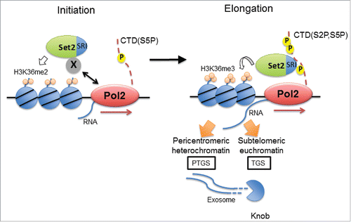 Figure 1. Model of Set2-dependent gene silencing. At the transcriptional initiation step, Set2 is recruited to chromatin independently of Pol2 CTD, and methylates H3K36 up to dimethylation. At the elongation step, Pol2 CTD S2 and S5 are phosphorylated, and Set2 interacts with Pol2 CTD to co-transcriptionally methylate H3K36 up to trimethylation along the gene body. This leads to post-transcriptional gene silencing in heterochromatin and contributes to transcriptional gene silencing in the subtelomeric region.