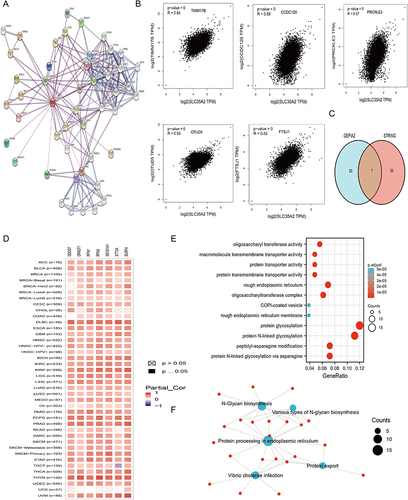 Figure 4 Enrichment analysis of SLC35A2-related genes. (A) SLC35A2 protein interaction network diagram. (B) The scatter plot of SLC35A2-related top 5 genes. (C) Cross-analysis of SLC35A2-related genes and SLC35A2-binding genes. (D) The expression of correlation between cross-genes and SLC35A2 in pan-cancer. GO analysis (E) and KEGG enrichment analysis (F) based on SLC35A2-related and SLC35A2-binding genes.