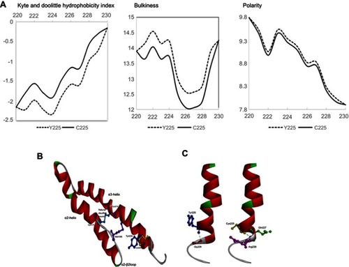 Figure 4 (A) ExPASY analysis of PRNP Tyr225Cys compared with normal PrP protein. (B) Comparison of normal PrP proteins with Tyr225 and mutant Cys225 in terms of distance from Met166. (C) In silico prediction of PRNP Tyr225 and Cys225. Helix-3 in prion proteins may be more flexible in the case of Cys225 due to the smaller size of cysteine.