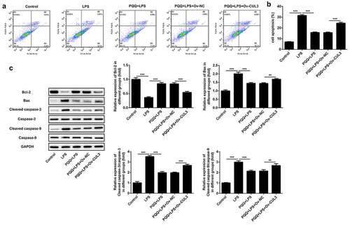 Figure 6. Upregulation of CUL3 suppressed the remission effect of PQQ on LPS-induced apoptosis of Kupffer cells. (a, b) Apoptosis rates of Kupffer cells were determined by flow cytometry analysis. (c) Expressions of Bcl-2, Bax, Cleaved caspase3 and Cleaved caspase9 were determined using western blotting analysis