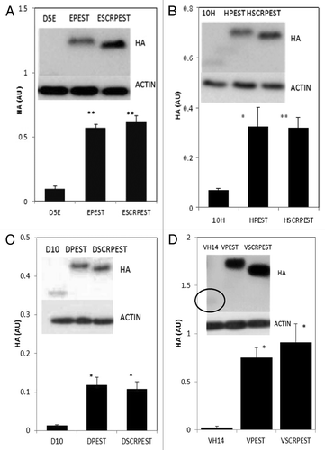 Figure 1. Intracytoplasmic soluble expression of intrabody-PEST and intrabody-SCRPEST constructs is increased significantly with respect to intrabody alone. (A) D5E scFv, designated E; (B) 10H scFv, designated H; (C) D10 scFv, designated D; (D) VH14, designated V. ST14A cells were transiently transfected with Intrabody-hemagluttinin (HA), Intrabody-HA-PEST or Intrabody-HA-SCRPEST constructs. 48 h post-transfection, cells were harvested, cell lysates prepared, soluble protein separated and transferred on western blots. Proteins were identified using anti-HA monoclonal antibodies, with actin as a loading control. Proteins were quantified densitometrically and normalized to actin. Negative control lanes, empty vector only (pcDNA3.1-), were always blank. At least 3 independent experiments were performed and representative gels are illustrated. One-way ANOVA with Minitab statistical software was used to perform statistical significance. (*p < 0.05, **p < 0.01, compared with intrabody-HA)