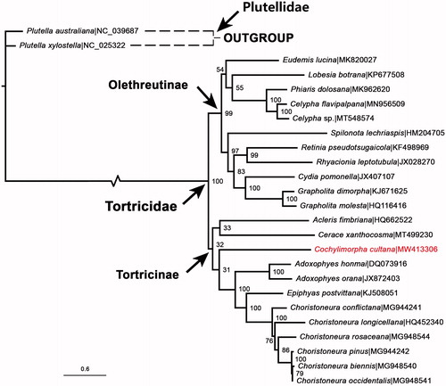 Figure 1. The ML phylogenetic tree was built from C. cultana (in red characters) and 24 other species, including two from Plutellidae as outgroup. Bootstrap support values and GenBank accession numbers of the species used were indicated in the tree.