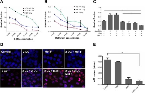 Figure 1 Effect of 2-DG, metformin, and their combination with Cobalt60 radiation on MCF-7 cells.