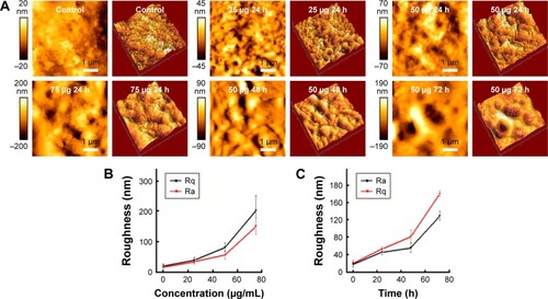 Figure 4 Characteristics of B16-F10 cell membrane ultrastructure.Notes: (A) Changes in B16-F10 cell membrane ultrastructure after treatment with 0, 25, 50, and 75 μg/mL DTIC for 24, 48, and 72 hours. (B, C) The surface roughness parameters Ra and Rq of cells treated with different concentrations (0, 25, 50, and 75 μg/mL) of DTIC for 24 hours and of cells following DTIC (50 μg/mL) treatment for different times (0, 24, 48, and 72 hours).Abbreviations: DTIC, dacarbazine; Ra, average roughness; Rq, root-mean-square roughness.