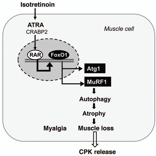 Figure 6 Isotretinoin's effect on muscle homeostasis is mediated by FoxO1-driven upregulation of atrogin-1 (Atg1) and muscle-specific RING finger protein-1 (MuRF1) which both induce autophagy-related protein degradation with muscle loss and release of creatine phosphokinase (CPK).