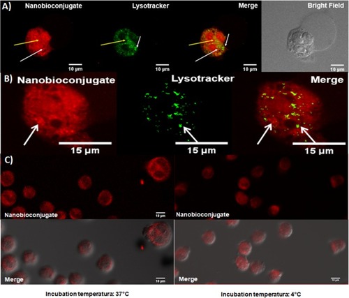 Figure 6 (A) Simultaneous delivery of LysoTracker Green and BUFII-Rhodamine B-PEA-Magnetite nanobioconjugates to evaluate endosome escape in THP-1 cells. White arrows point to some of the regions where no colocalization was found between the nanobioconjugate and the Lysotracker while the yellow arrow corresponds to highly colocalized regions. Scale bar corresponds to 10 µm (B) Zoom in to an individual THP-1 cell after delivery of LysoTracker Green® and BUFII-Rhodamine B-PEA-Magnetite nanobioconjugates. White arrows point to regions of low colocalization. Scale bar corresponds to 10 µm (C) THP-1 cells incubated with the nanobioconjugates at 37°C and subsequent incubation at 4°C for 2 hrs. No significant changes in fluorescence intensity upon incubation at different thermal energy support the notion that cellular internalization of BUFII-Rhodamine B-PEA-Magnetite nanobioconjugates proceeds through an energy-independent pathway. Scale bar corresponds to 10 µm.
