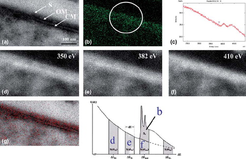 Fig. 5. ESI using three-window method and parallel-EELS for T. forsythensis cells incubated in DAB medium with H2O2 and DAB. Nitrogen distribution corresponded to the outermost cell surface, the S-layer. a) Zero-loss transmission image. b) Background removed net ∆Emax 410 eV. c) Parallel-EELS analysis of the circled area in Fig. 5b. d) The second window of ∆Ew2 350 eV t. e) The first window of ∆Ew1 382 eV of nitrogen. f) ∆Emax 410 eV of K edge of nitrogen. g) Superimposed image of nitrogen distribution over the zero-loss image. CM, cytoplasmic membrane; OM, outer membrane; S, S-layer.